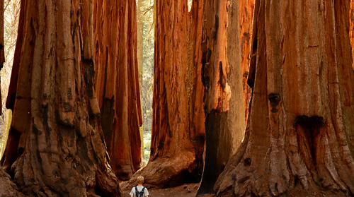 Sequoia National Park, Three Rivers, California